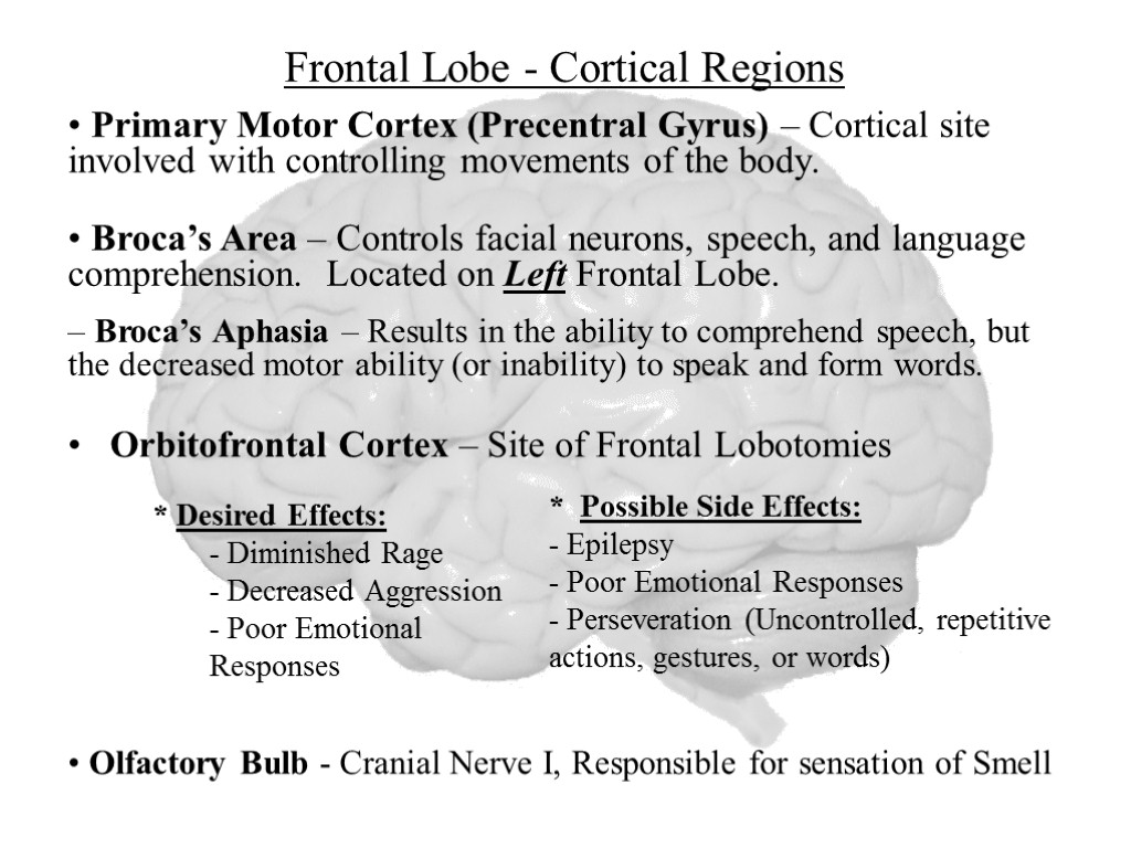 Frontal Lobe - Cortical Regions Orbitofrontal Cortex – Site of Frontal Lobotomies Primary Motor